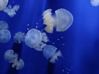 Genoa Aquarium photo