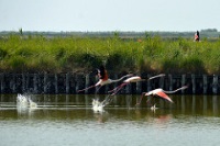 Po Delta Natural Park photo