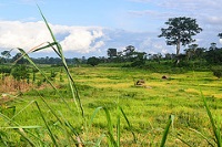 Abokouamekro National Park photo