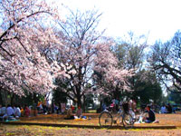 Japanese Cherry Blossom Festival photo