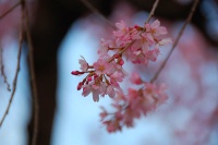 Inokashira Park photo