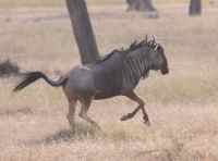 Great Wildebeest Migration photo