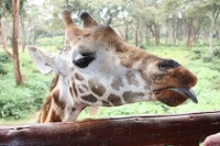 The Giraffe Centre photo