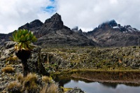 Mount Kenya National Park photo
