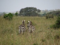 Nairobi National Park and Sheldrick Elephant Orphanage photo