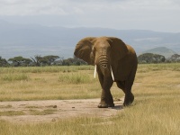 Amboseli National Park photo