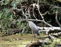 Jean Lafitte National Historical Park and Preserve photo