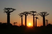 Avenue of the Baobabs photo