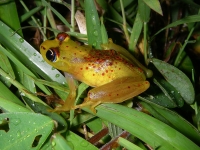 Frog, Ranomafana National Park