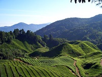 Cameron Highlands photo