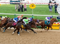Preakness Stakes photo