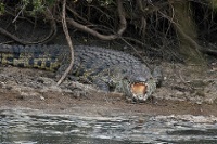 La Vanille Reserve des Mascareigne photo