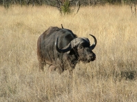 Gorongosa National Park photo
