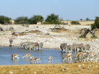 Etosha National Park photo