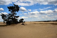 Hoge Veluwe National Park photo