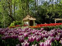 Keukenhof photo