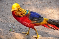 Featherdale Wildlife Park photo