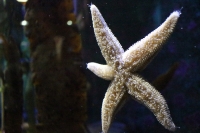 Starfish in Polaria