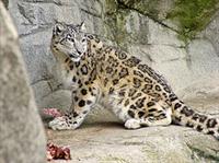 Jungle Cat World Wildlife Park photo