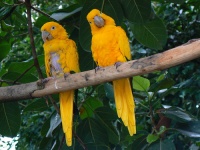 National Aviary photo