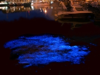 Bioluminescent Bay photo