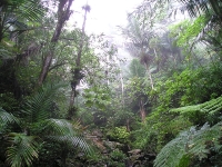 Caribbean National Forest (El
Yunque)