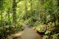 Gondwana Rainforests of Australia photo