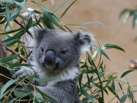 Lone Pine Koala Sanctuary photo