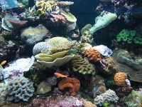Reef HQ Aquarium, Townsville