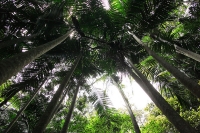 Mount Tamborine Rainforest