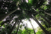 Tamborine Mountain photo