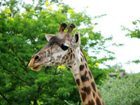 Giraffe at Roger Williams Zoo
