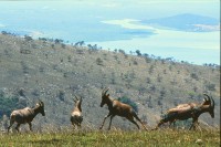 Akagera National Park photo
