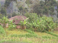 Tea Plantations photo