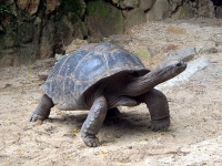 Giant tortoise in the Mont Fleuri Botanical
Gardens