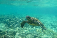 Sea Turtle, Seychelles