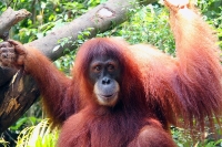 Singapore Zoological Gardens photo