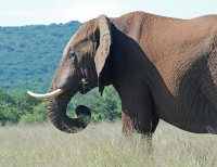 Addo Elephant Park photo