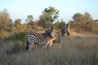 Kruger National Park photo