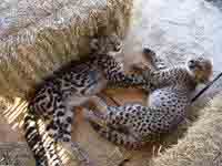 Cheetahs at Spier