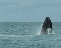 Hermanus Whale Festival photo