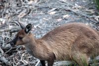 Kangaroo Island photo