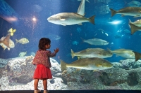 South Carolina Aquarium photo