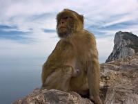 Gibraltar photo