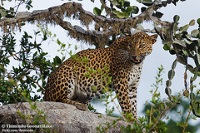 Yala National Park photo