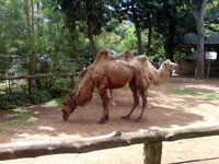 Camels at Colombo Zoo