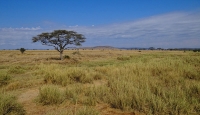 Serengeti National Park photo