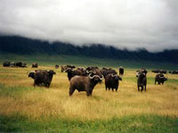 Ngorongoro Conservation Area photo