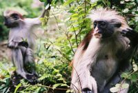 Udzungwa Mountains National Park photo