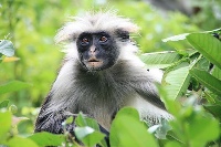 Jozani Chwaka Bay Conservation Area photo